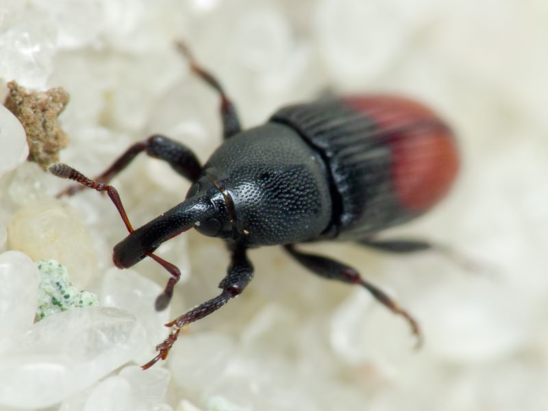 Baris analis (Olivier, 1790)